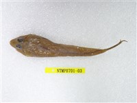 藏品(長崎斜棘(魚銜))的圖片